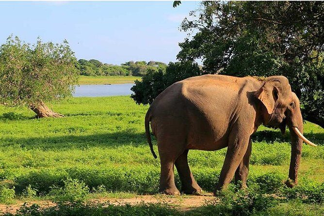 From Colombo to Sigiriya Fortress, Dambulla & Minneriya Safari - The Itinerary Breakdown: What to Expect on the Day