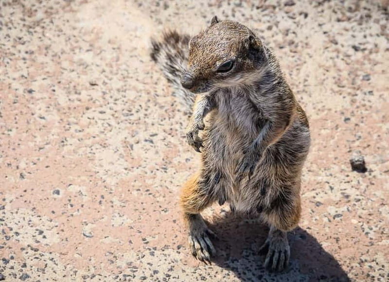 From Corralejo: Fuerteventura Guided E-Bike/E-scooter Tour - Frequently Asked Questions