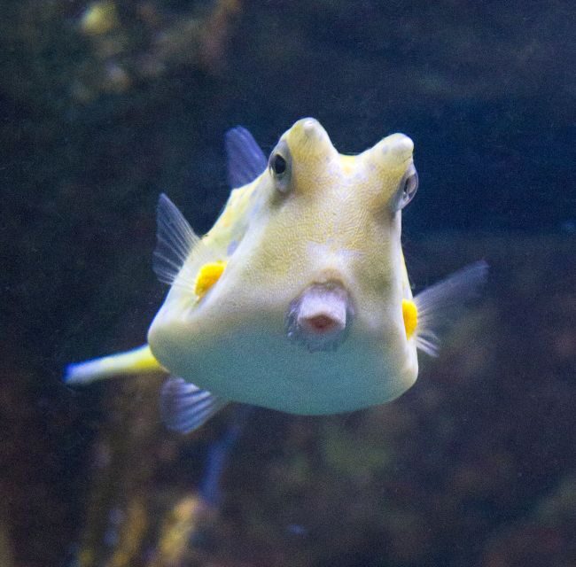 From Costa Brava: Barcelona Day Trip with Aquarium Visit - From Costa Brava: Barcelona Day Trip with Aquarium Visit