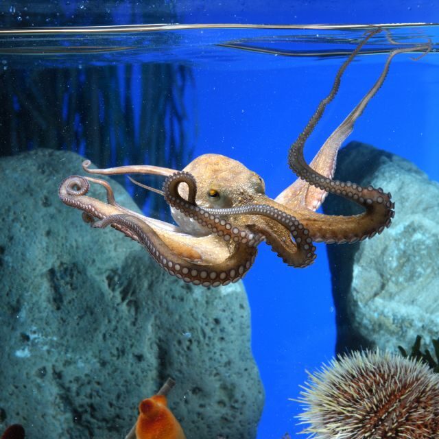 From Costa Brava: Barcelona Day Trip with Aquarium Visit - Key Points