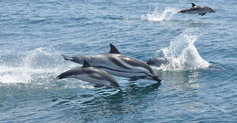 From Costa del Sol: Gibraltar Dolphin Watching by Boat - FAQs