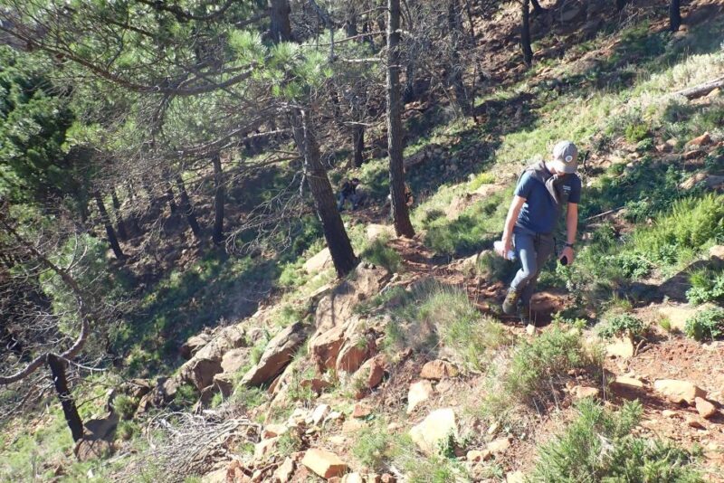 From Costa del Sol: Sierra Bermeja Private Hiking Tour - Key Points