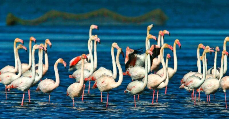 From Costa Dorada: Peñíscola and Ebro Delta Sightseeing Tour - Dining and Shopping Opportunities