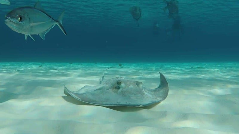 From Cozumel: 3 Reefs Boat Tour with Drinks and Snorkeling - Key Points