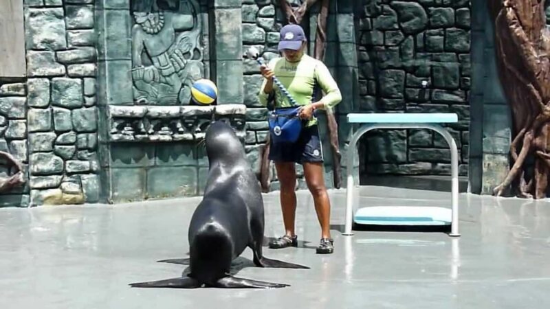 From Cozumel: Official Chankanaab Park Day Pass and Snorkel - The Snorkeling Experience