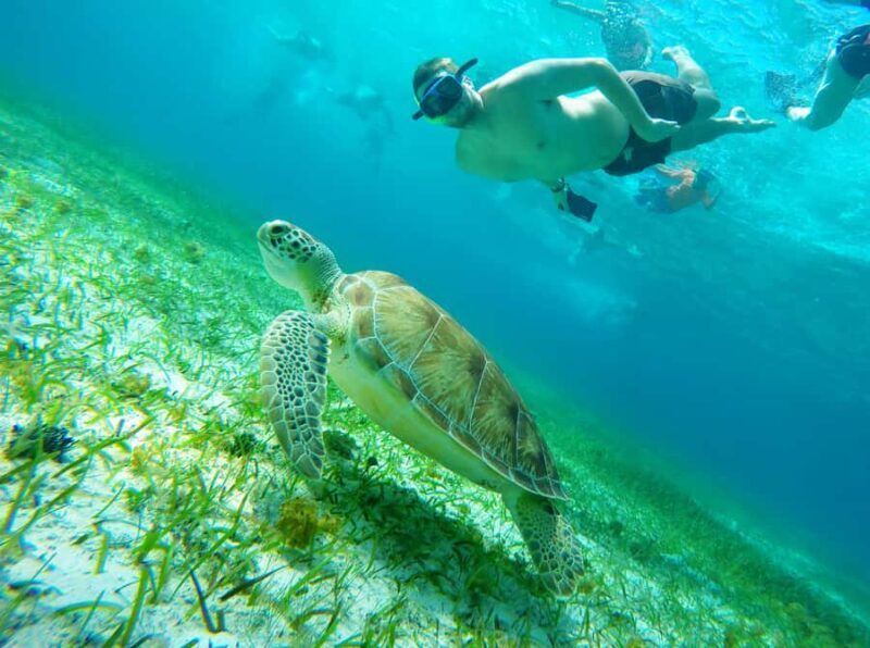 From Cozumel: Starfish, Stingrays & El Cielo Beach Snorkel - An In-Depth Look at the Snorkeling Adventure