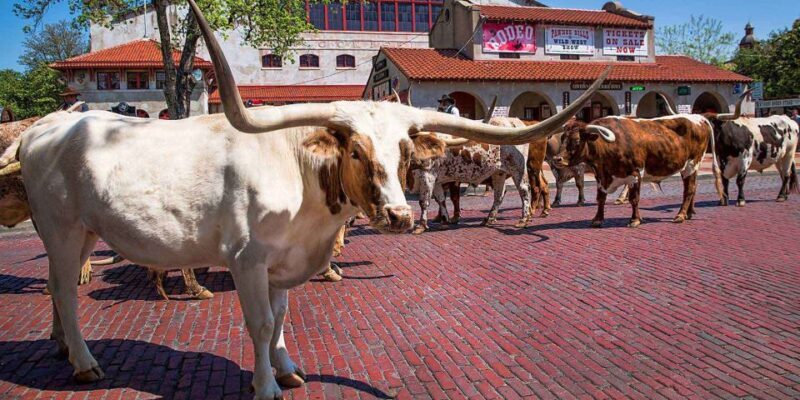 From Dallas: Fort Worth Guided Day Tour - An In-Depth Look at the Fort Worth Guided Day Tour