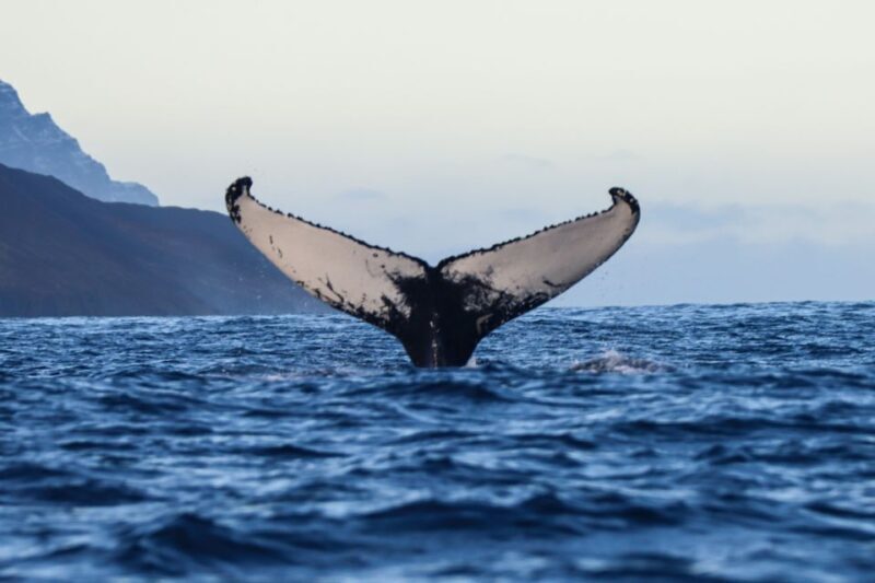 From Dalvik: Arctic Whale Watching in Northern Iceland - Exploring Arctic Whale Watching in Northern Iceland from Dalvik