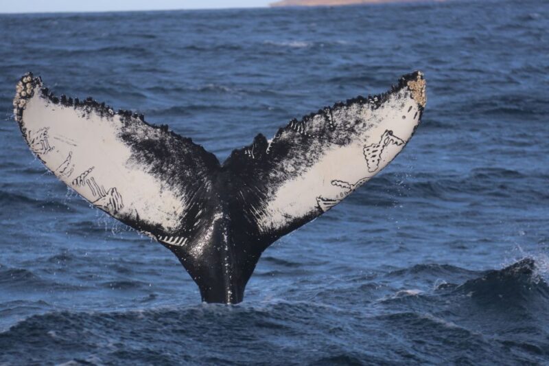 From Dalvik: Arctic Whale Watching in Northern Iceland - Who Should Consider This Tour?