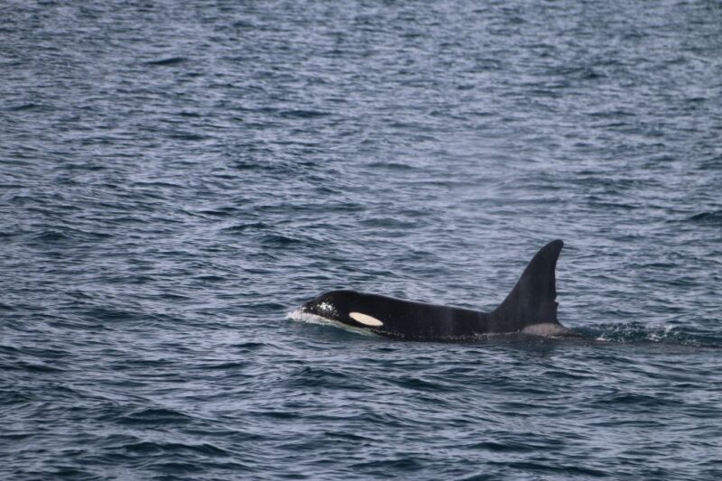 From Dalvik: Arctic Whale Watching in Northern Iceland - Final Thoughts: Is It Worth It?