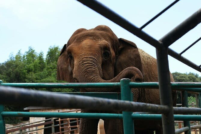 From Delhi: 1-day trip Mathura with Elephant conservation - Exploring the Itinerary in Detail