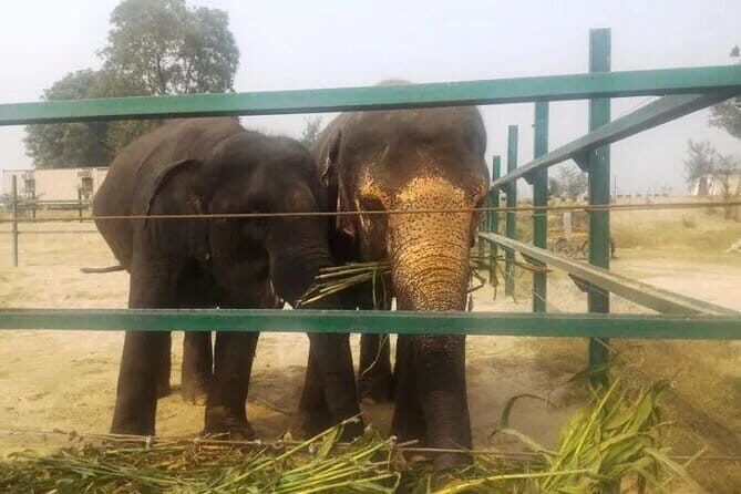 From Delhi: 1-day trip Mathura with Elephant conservation - FAQ