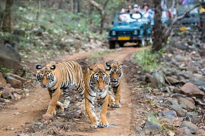 From Delhi: 4 Day Golden Triangle and Tiger Safari Private Tour - FAQ