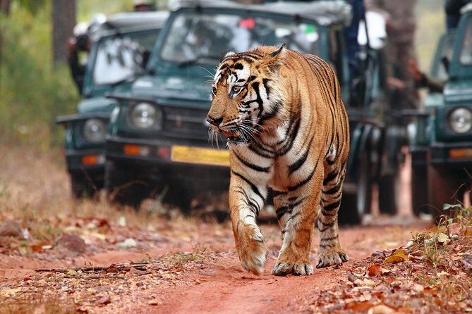 From Delhi: 5-Day Tiger Safari and Golden Triangle Tour - Key Points