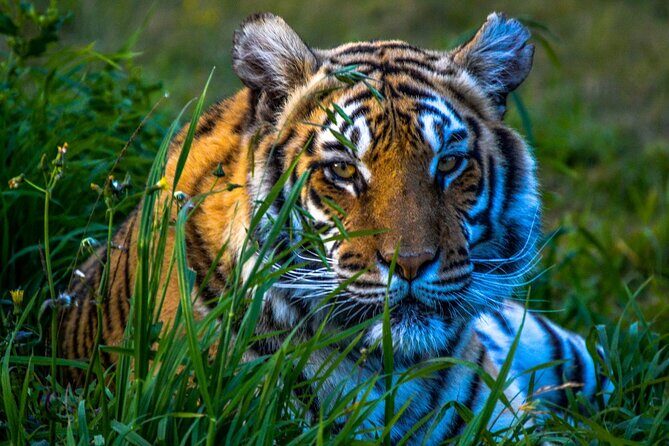 From Delhi: 8 Day Tiger Safari and Golden Triangle Tour - An In-Depth Look at the Tour Experience