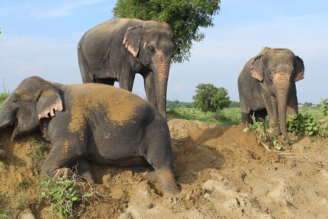 From Delhi: Sunrise Taj Mahal Tour with Elephant conservation - Authentic Experiences Based on Reviews
