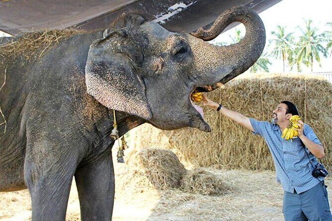 From Delhi: Sunrise Taj Mahal Tour with Elephant conservation - The Sum Up: Is This Tour Worth It?