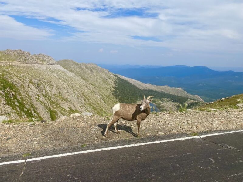 From Denver: Pikes Peak and Garden of the Gods Guided Tour - Final Thoughts: Who Will Love This Tour?