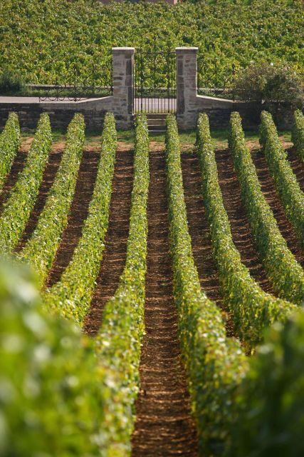 From: Dijon/Beaune: Burgundy Region Winery Tour with Lunch - Wine Tasting at the Family-Run Winery
