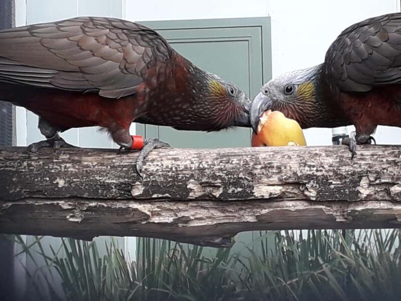 From Dunedin: City, Otago Peninsula & Albatross Guided Tour - Key Points