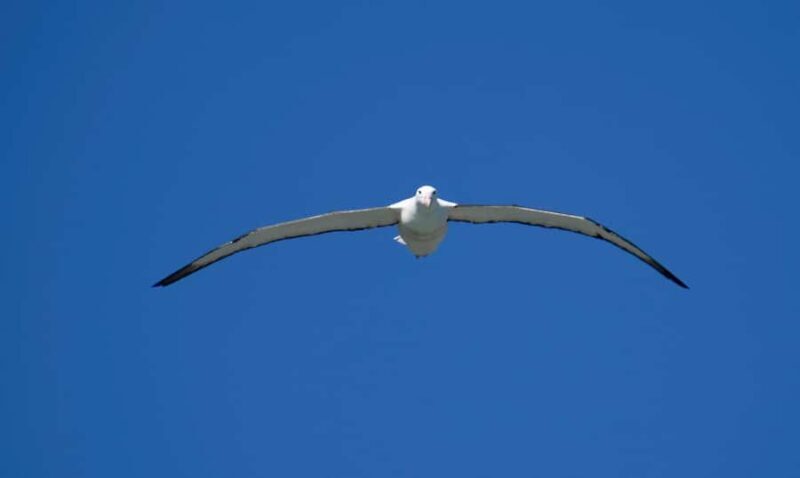 From Dunedin: City, Otago Peninsula & Albatross Guided Tour - What the Reviews Say