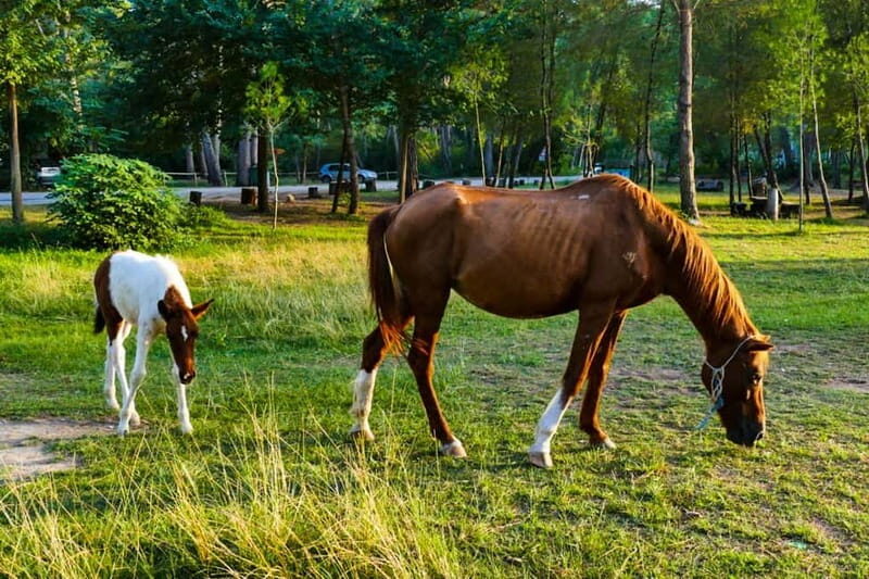 From Durres: Karavasta Lagoon Adventure Boat Tour & Wildlife - The Experience: What to Expect on the Tour