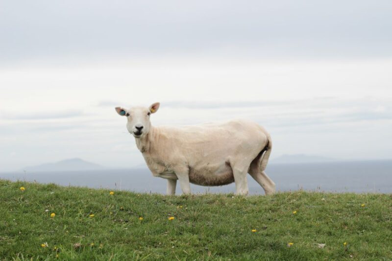 From Edinburgh: 2-Day Highlands Tour with Hogwarts Express - Who Should Consider This Tour?