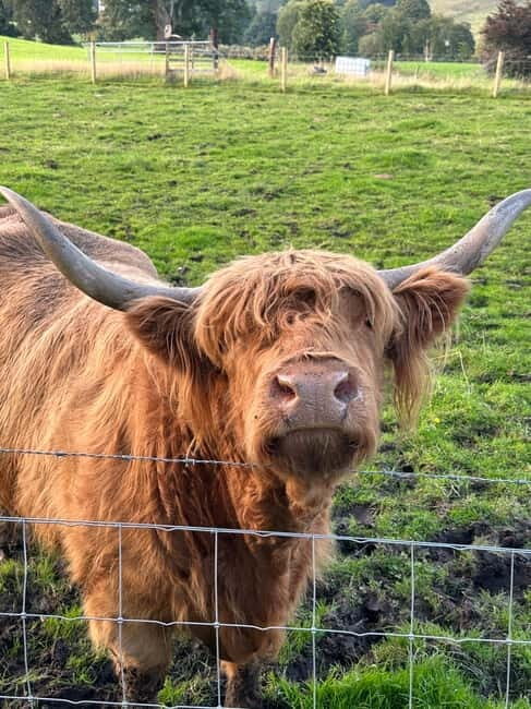 From Edinburgh: Glenfinnan, Fort William and Highland Cows - Key Points