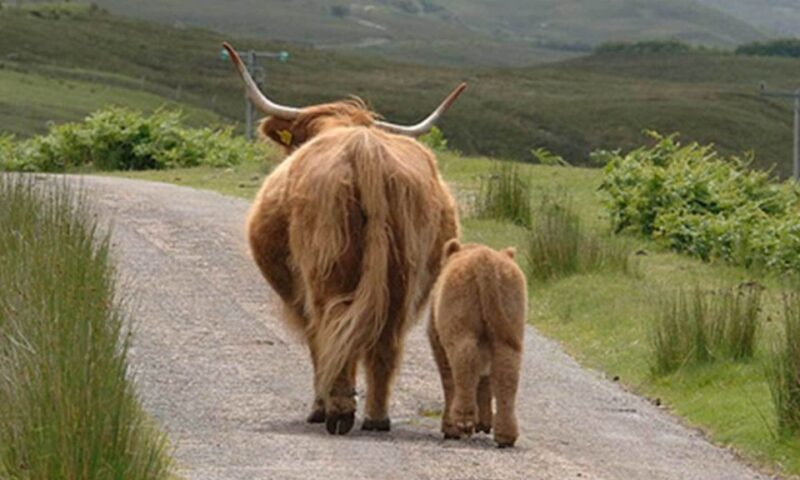 From Edinburgh: Loch Ness & Inverness Tour in Spanish - FAQ