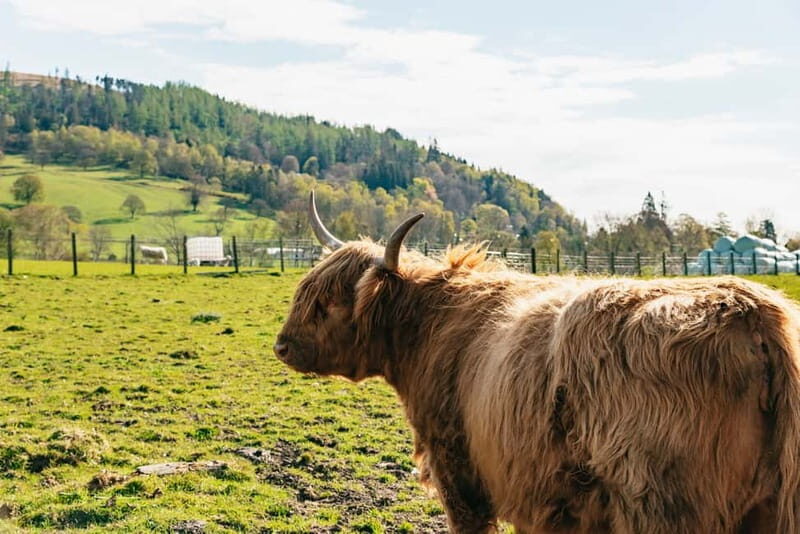 From Edinburgh: Loch Ness & Scottish Highlands Tour - FAQ