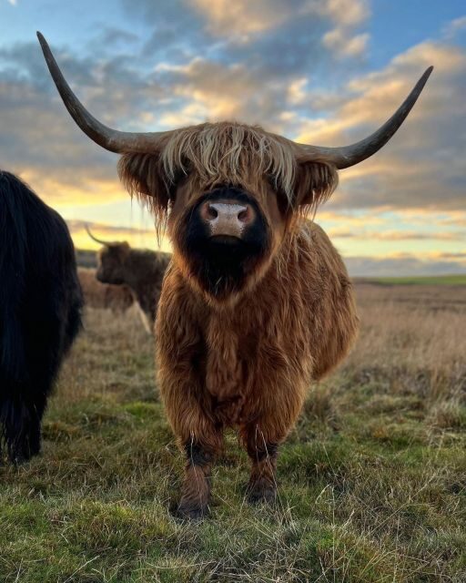 From Edinburgh: The Kelpies, Glencoe & Loch Lomond Day Tour - An In-Depth Look at the Tour