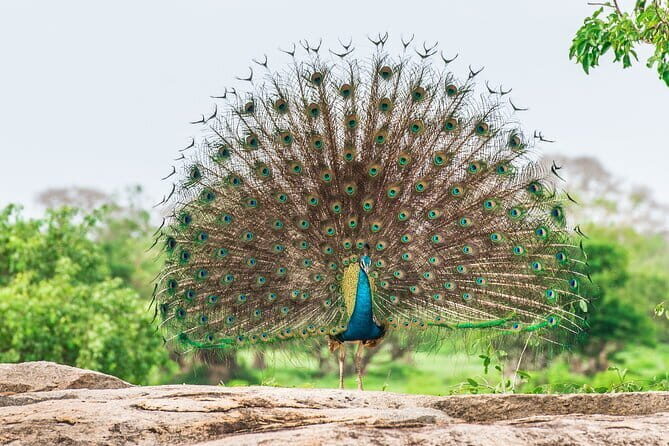 From Ella - Day Excursion to Yala National Park - Frequently Asked Questions