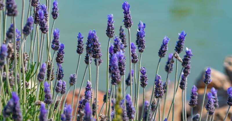 From Ensenada: Ojos Negros Valley Cheese & Wine Tasting Tour - FAQ