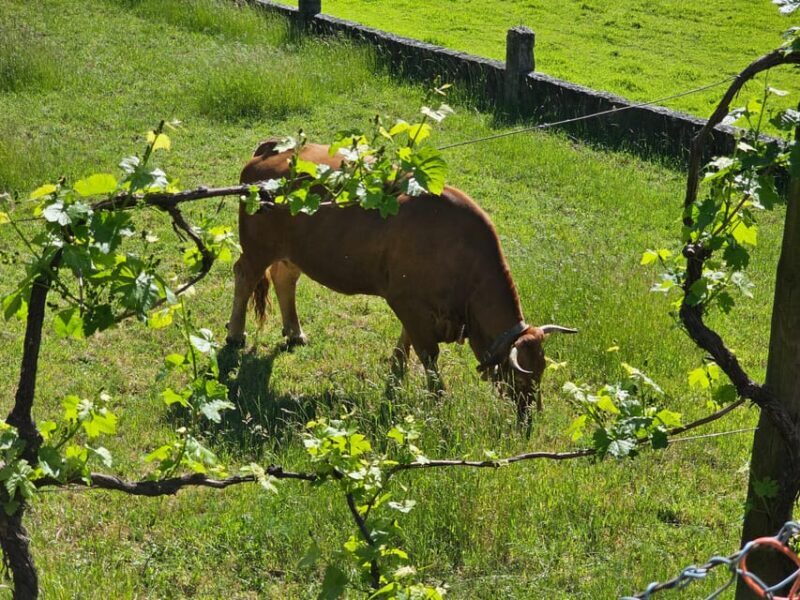 From Fafe: Full-day Tour in Gerês National Park - FAQs