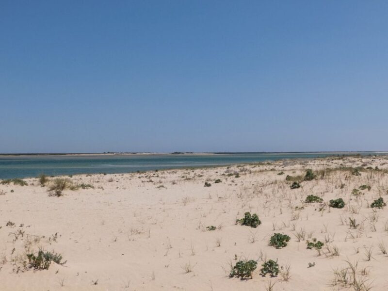 From Faro: 2-Hour Guided Bird Watching Boat Trip - Final Thoughts