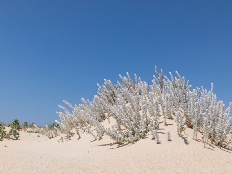From Faro: 2-Hour Guided Bird Watching Boat Trip - FAQ