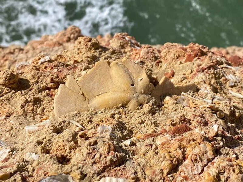 From Faro: Benagil Cave and Seven Hanging Valleys Trail Tour - Final Thoughts