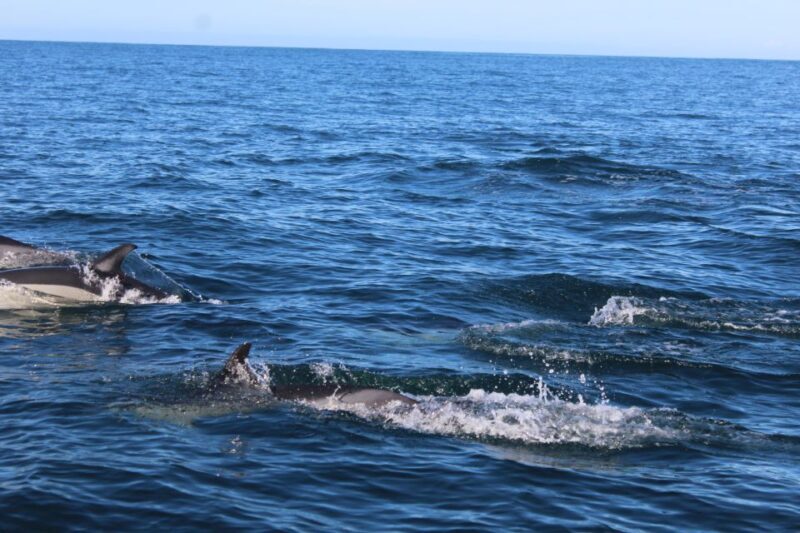 From Faro: Dolphin Watching & 2 Islands Tour - From Faro: Dolphin Watching & 2 Islands Tour – A Detailed Look