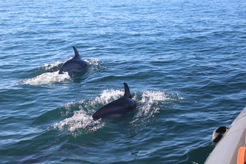 From Faro: Dolphin Watching & 2 Islands Tour - The Return Journey and Changing Tides