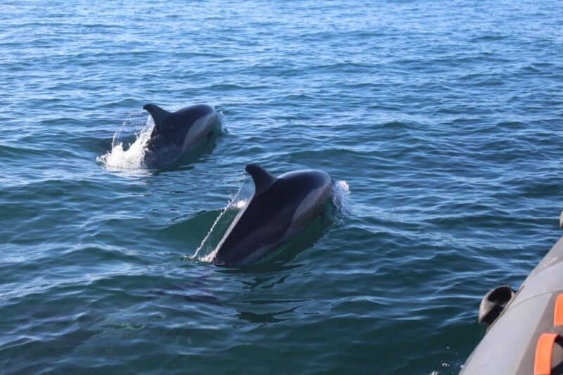 From Faro: Dolphin Watching & 2 Islands Tour - Final Thoughts: Is It Worth It?