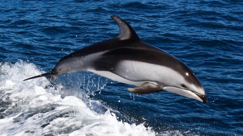From Faro: Dolphin Watching & 2 Islands Tour - FAQ