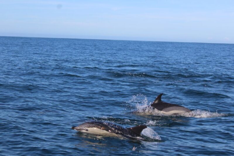 From Faro: Dolphin-Watching & Wildlife - Meeting Point and Logistics