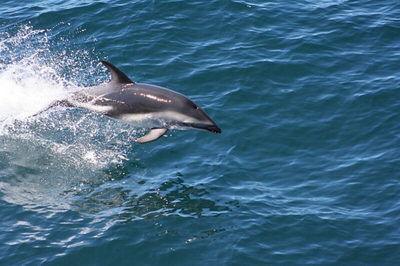 From Faro: Dolphin-Watching & Wildlife - Practical Considerations