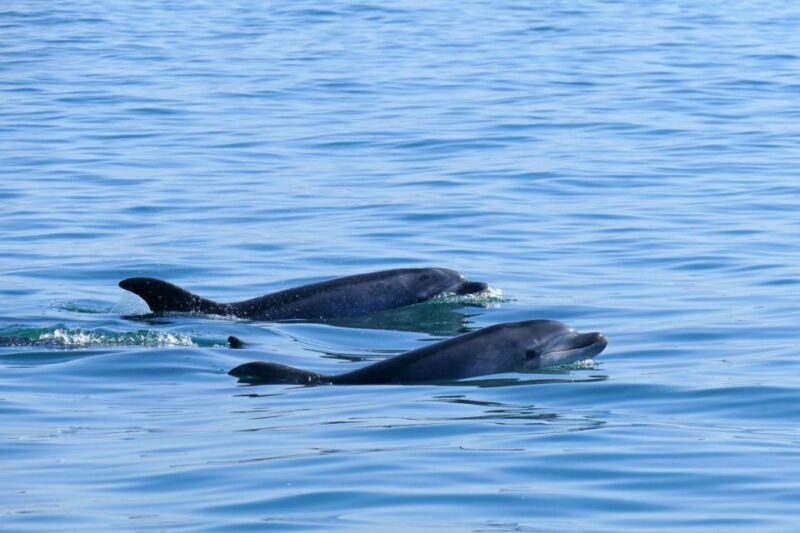 From Faro: Dolphin-Watching & Wildlife - Overall Value and Experience