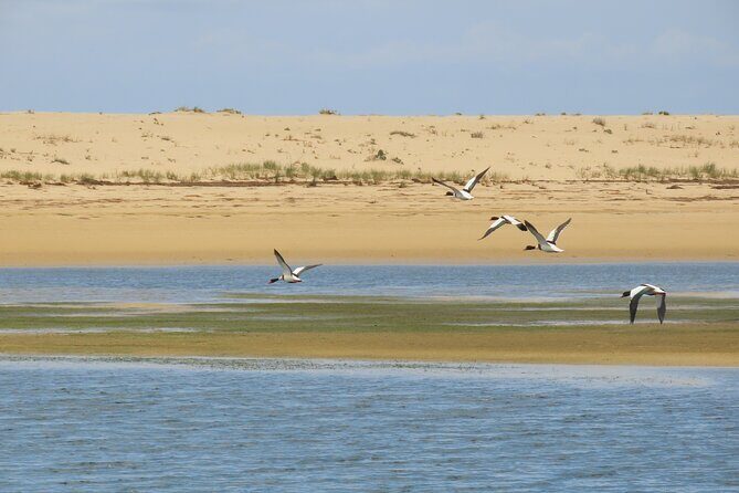 From Faro: Ria Formosa Eco Tour guided by Marine Biologist - FAQ