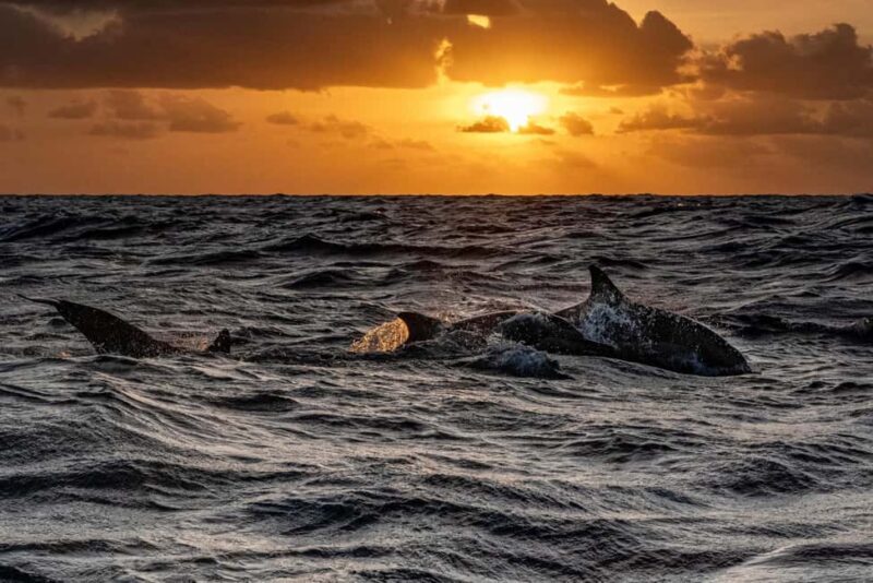 From Fazana: Private Dolphin search & Sunset cruise - Discovering the Experience