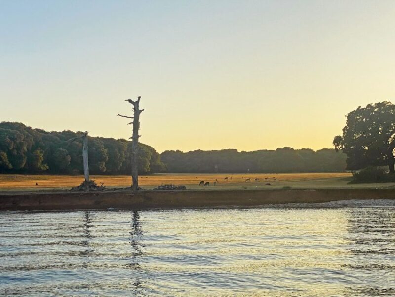 From Fazana: Private Dolphin search & Sunset cruise - The Value of This Experience