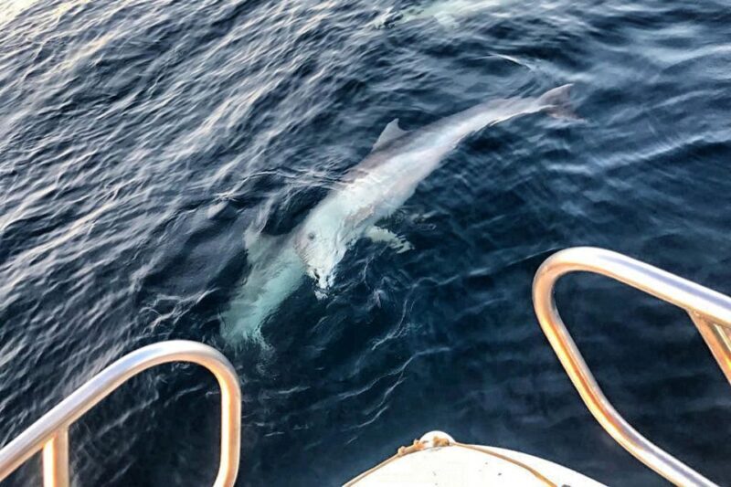 From Fazana: Private sunset dolphin tour - Key Points