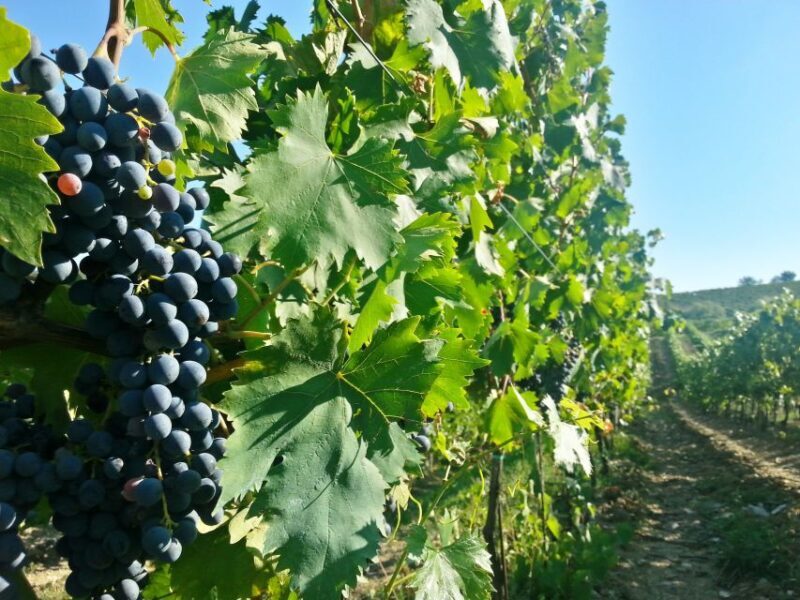 From Florence: Chianti Wine Tour with Tastings - Frequently Asked Questions