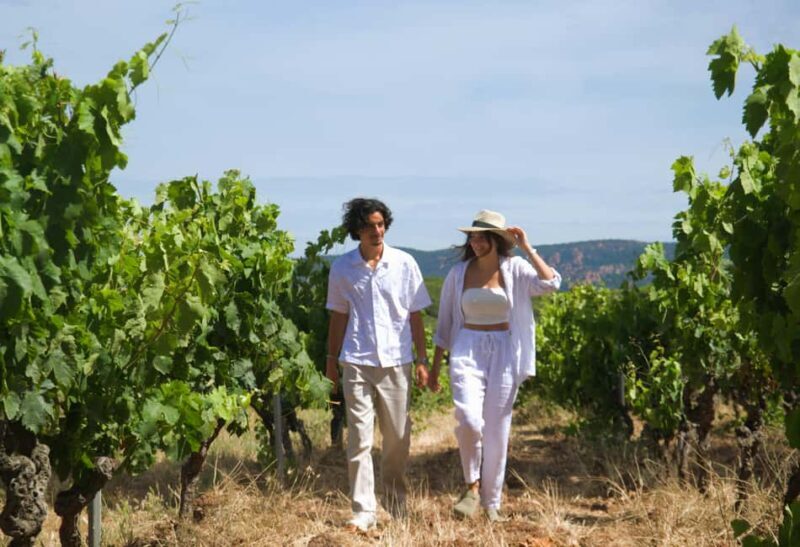 From Fréjus: Van tour to the heart of the Provençal vineyards - Key Points